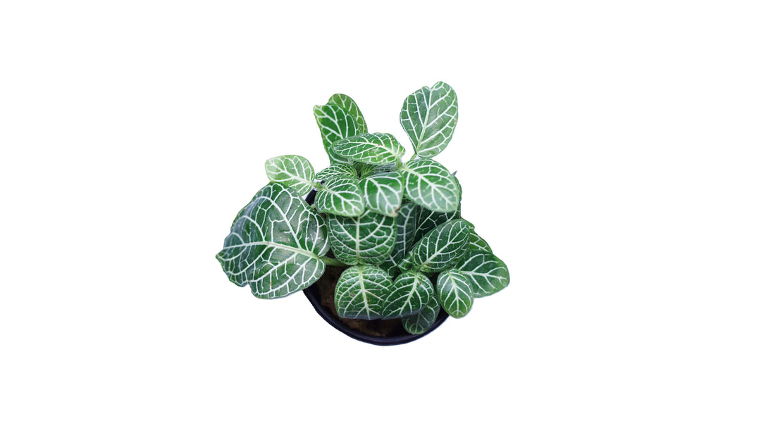 Nerve Plant