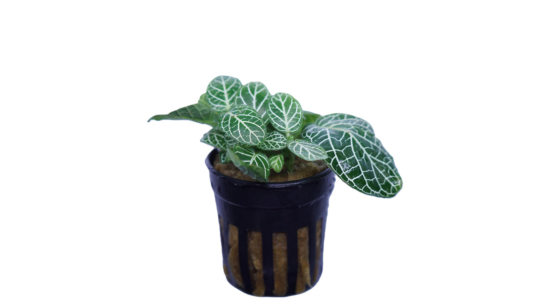 Nerve Plant