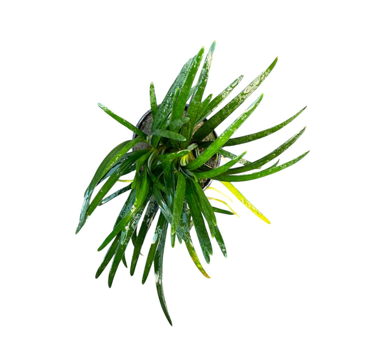 Ophiopogon pusillus