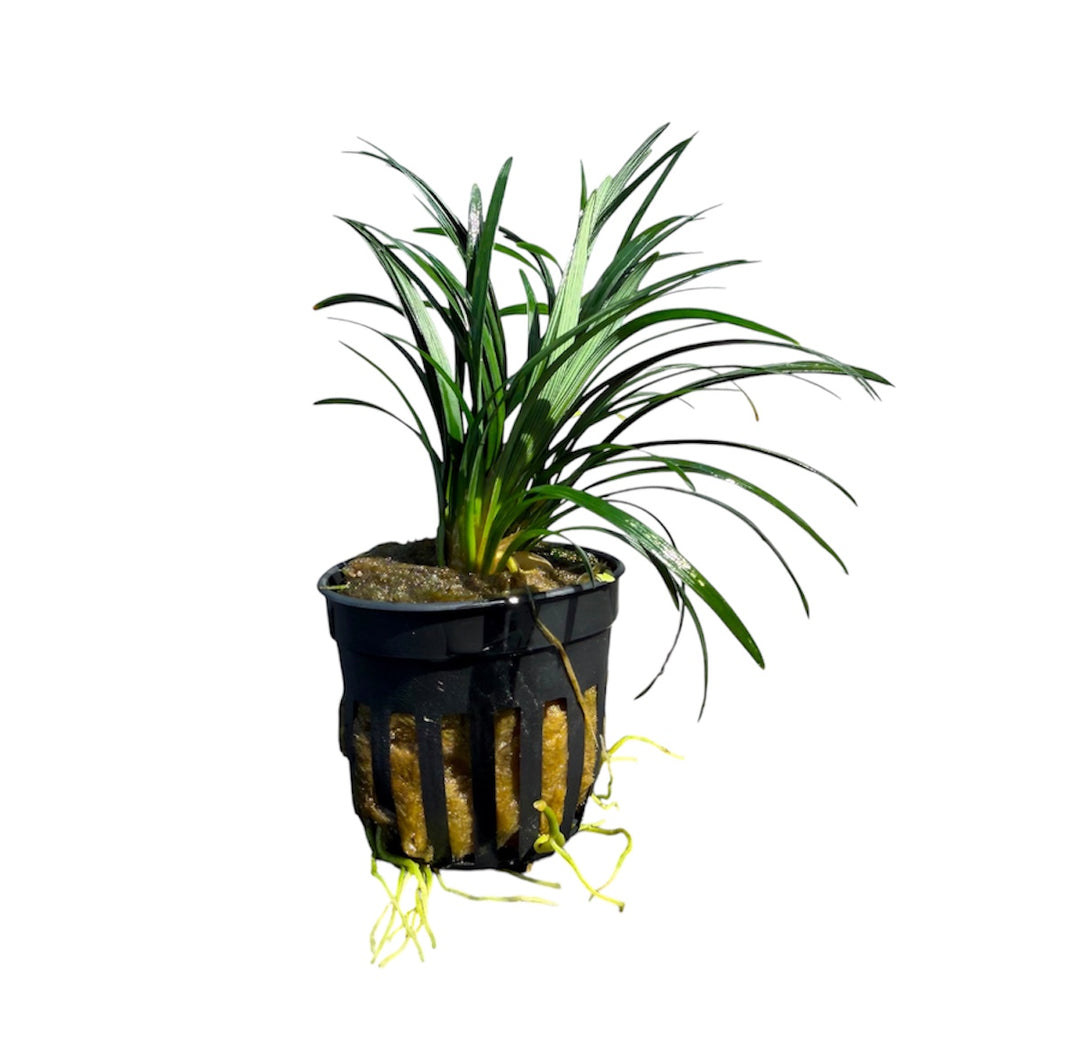 Ophiopogon pusillus