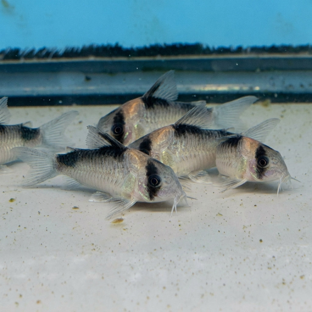 Orange marked Corydoras fish from Cuboid Nature Aquarium, showcasing vibrant orange markings and sleek body in an aquarium setting.