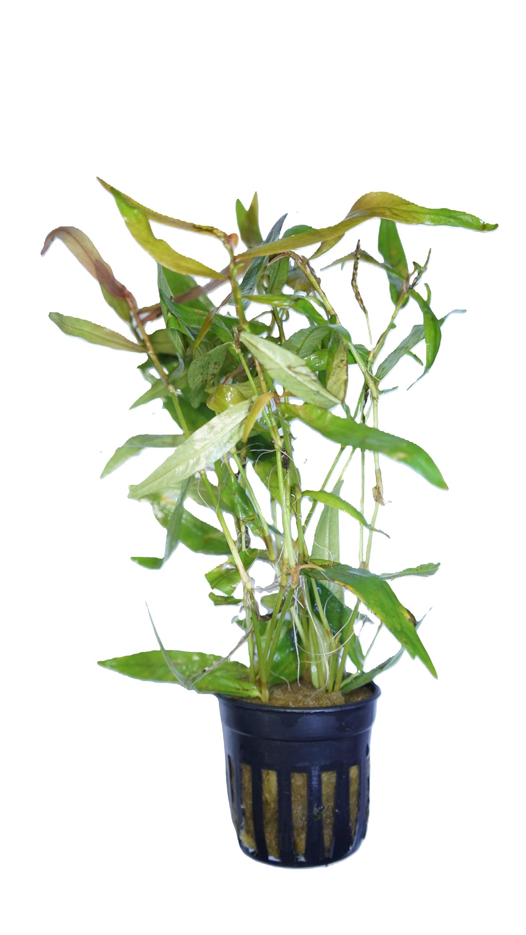 Persicaria kawagoeanum