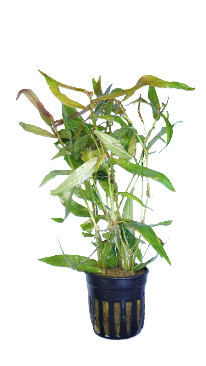 Persicaria kawagoeanum