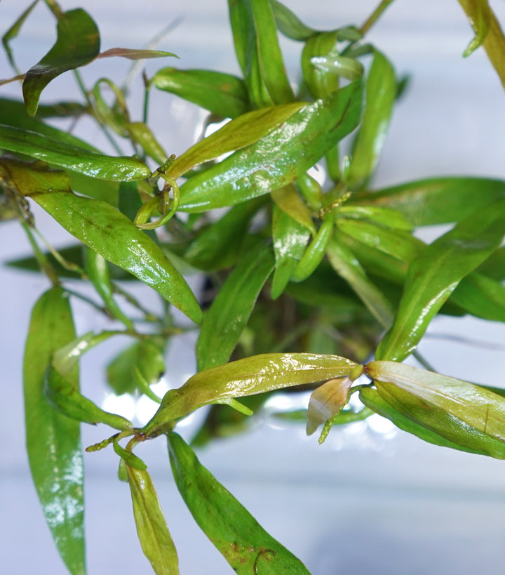 Persicaria kawagoeanum