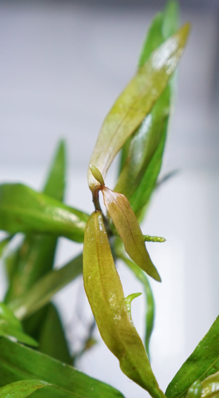 Persicaria kawagoeanum