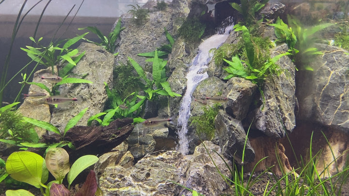 AquaVista Aquatics Sutherland Sandfall Kit