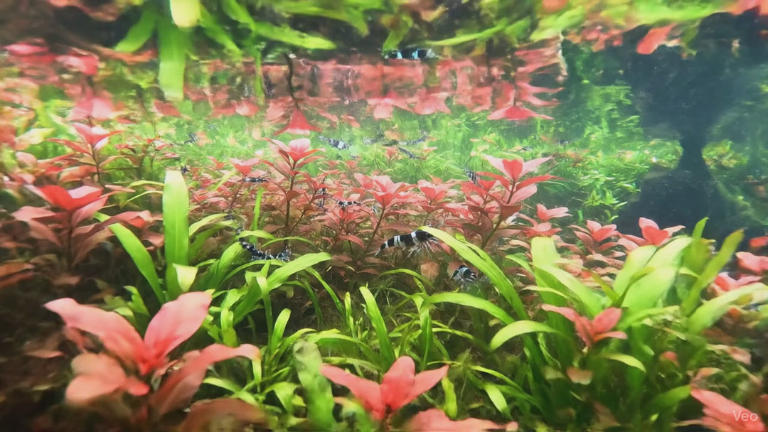 Shrimp Workshop - Friday, April 24th, 2026 - SOLD OUT