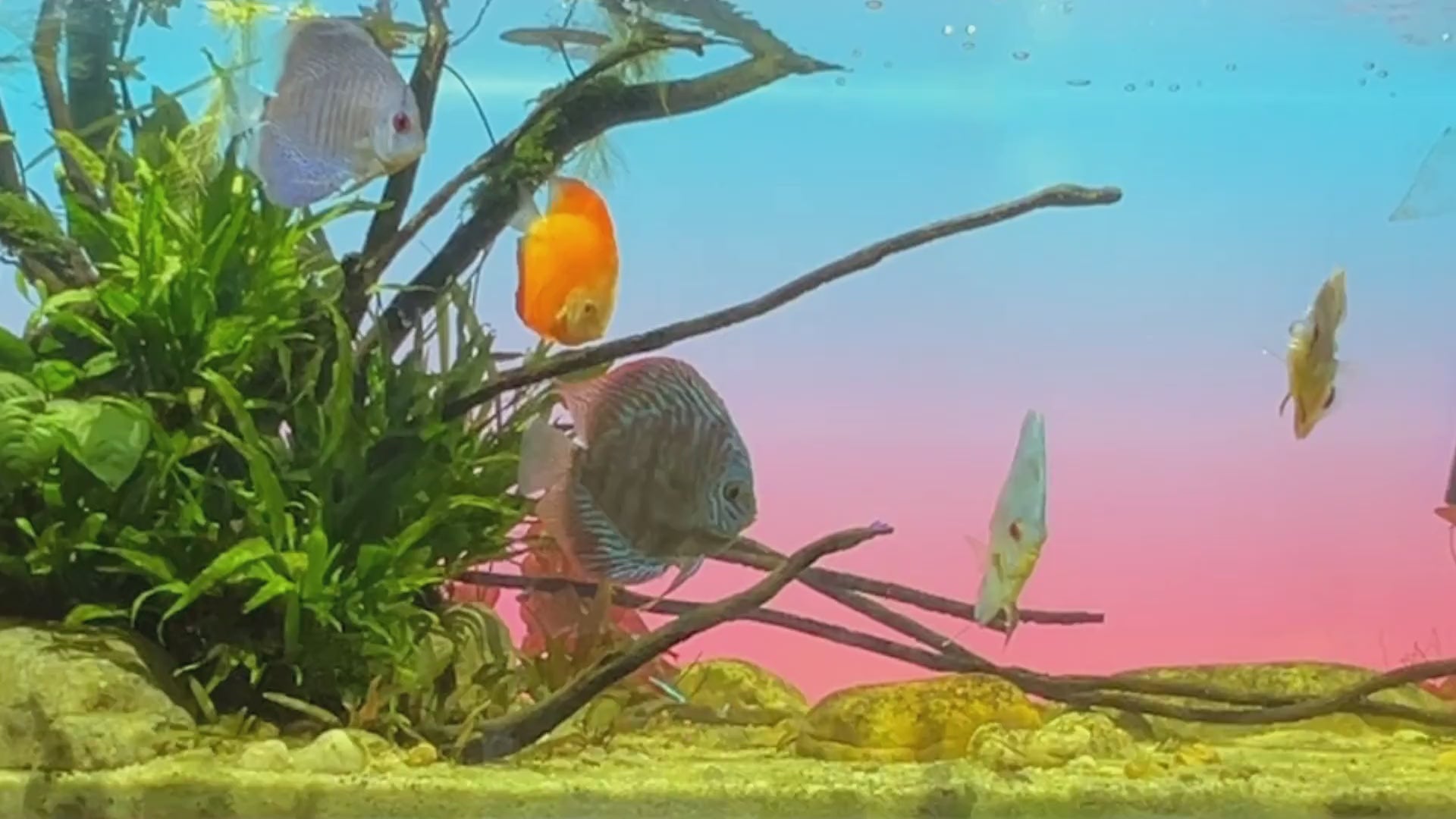 レイアウト用品 ADA NATURE AQUARIUM  LIGHT SCREEN ADA Light Screen (Various Sizes) — East Ocean Aquatic