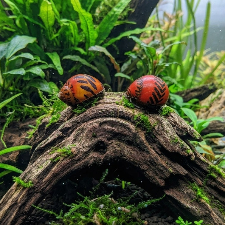 Red Racer Nerite Snail