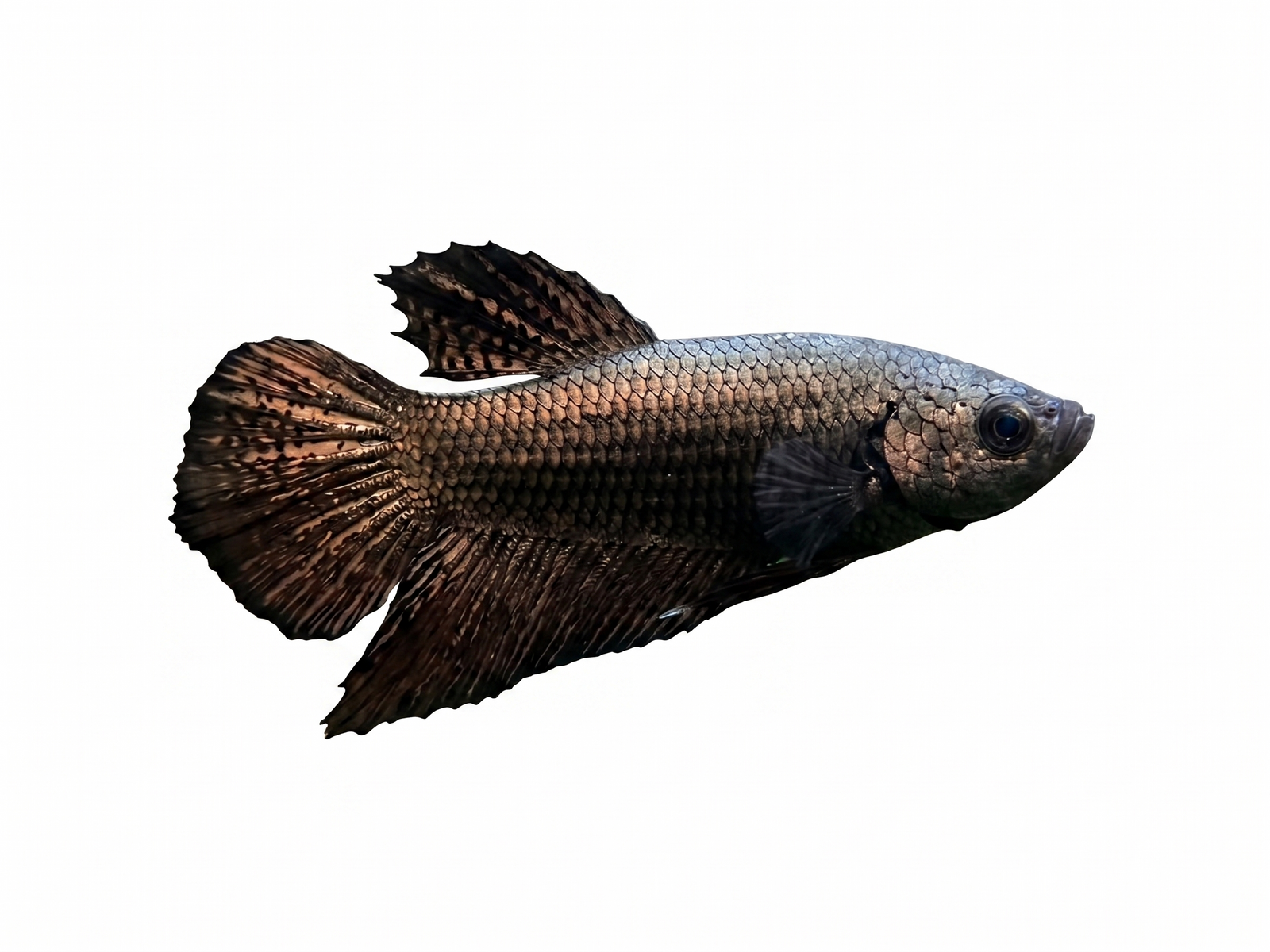Red and gold alien Betta fish in a Cuboid Nature Aquarium, showcasing vibrant colors and flowing fins.