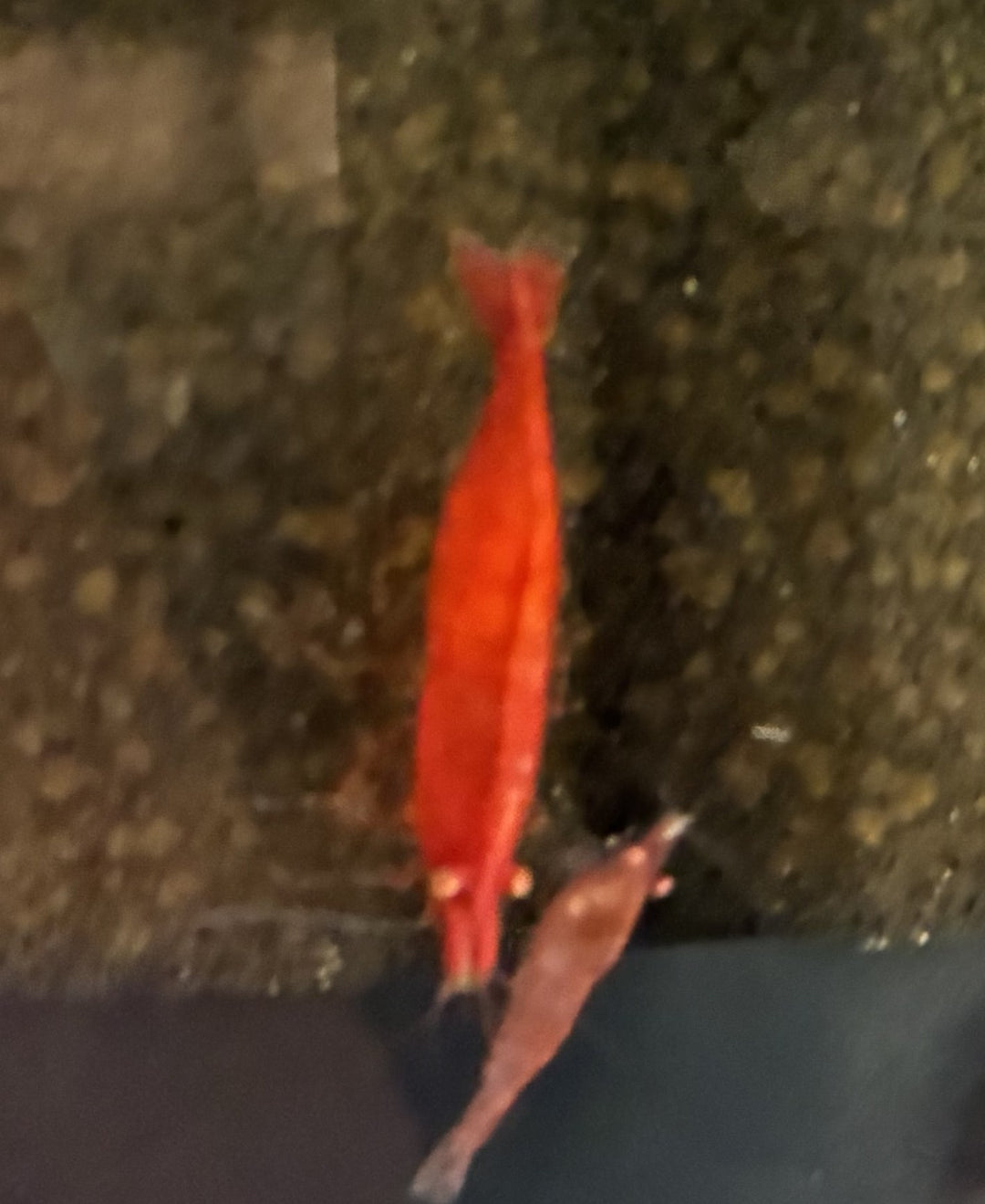 Supreme Red Gold Eye Neocaridina Shrimp