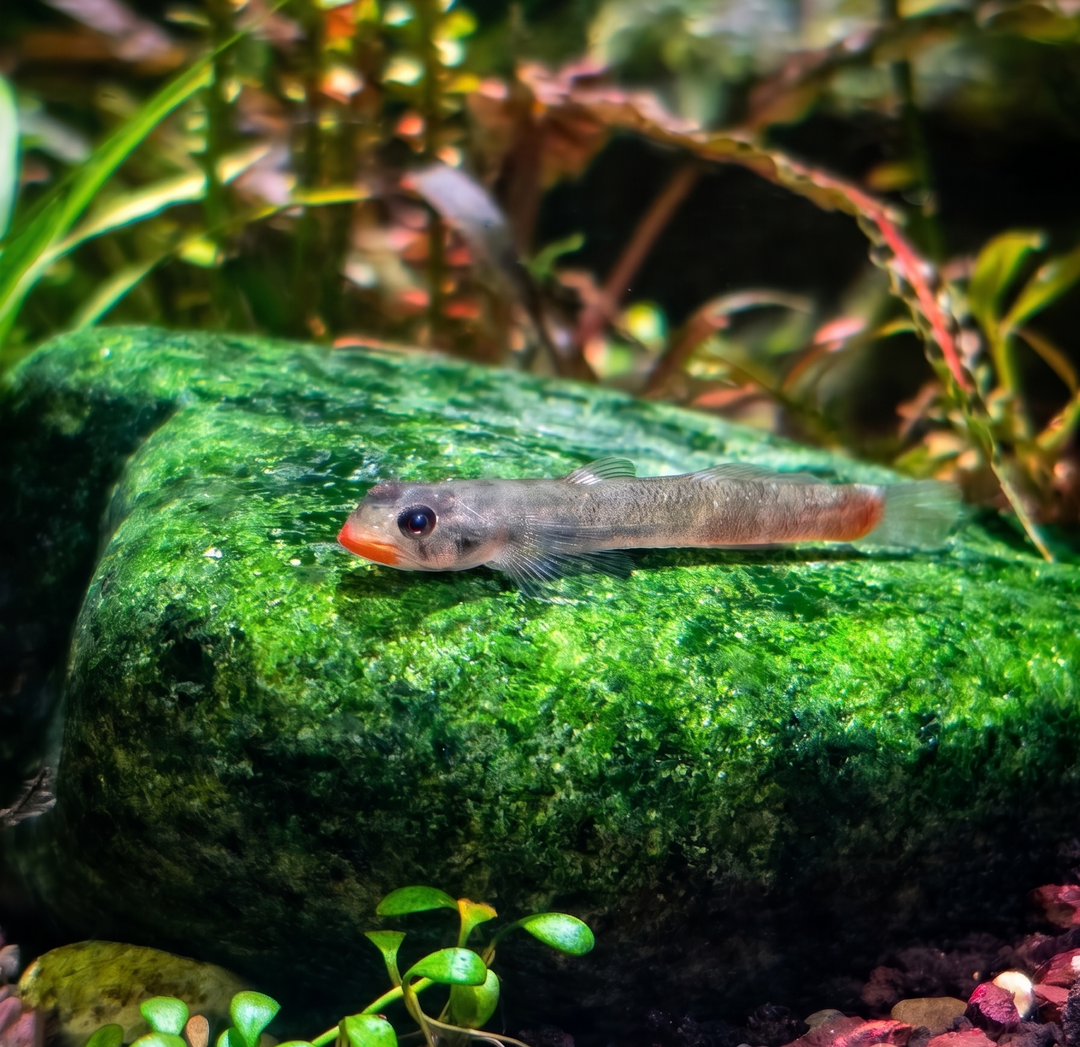 Red Lip Goby