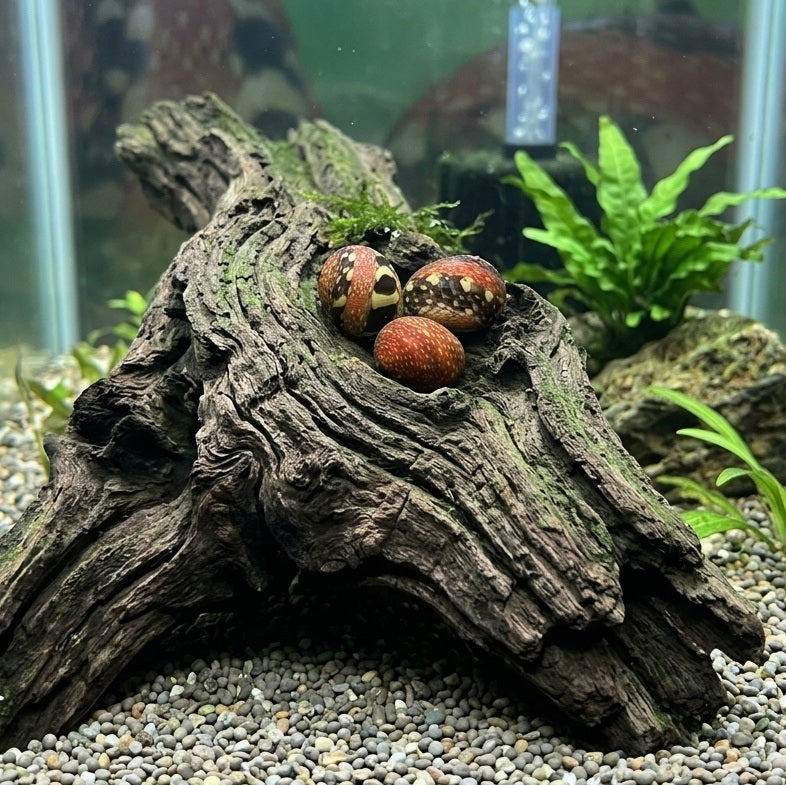 Red Pumpkin Nerite Snail