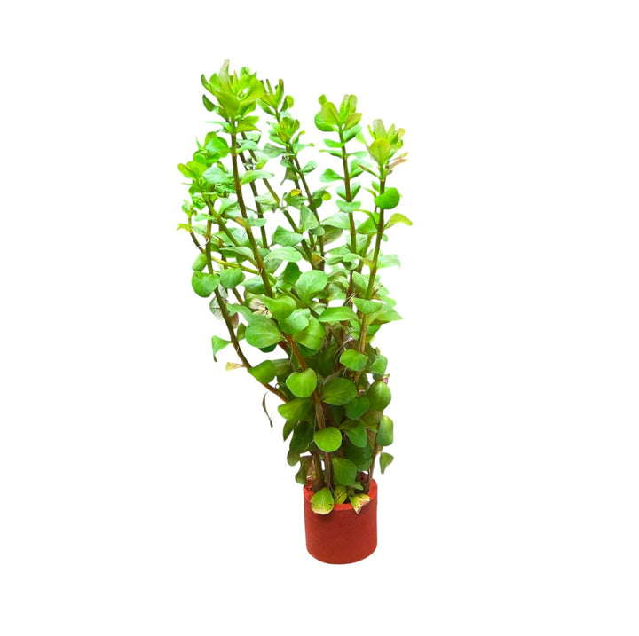 Rotala Macrandra Bangladesh