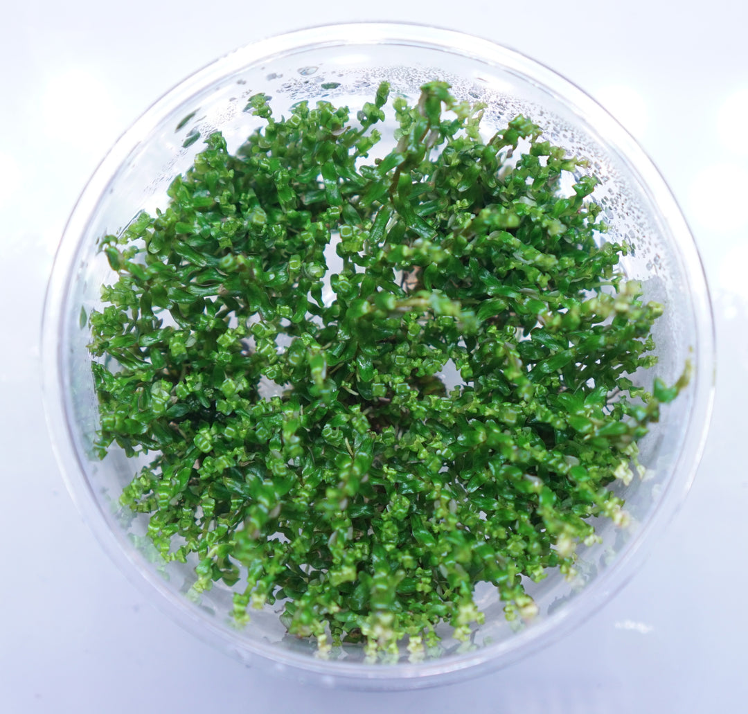 Rotala Macrandra Pearl