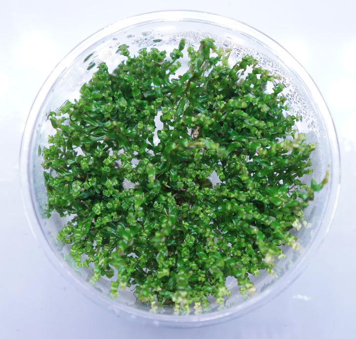 Rotala Macrandra Pearl