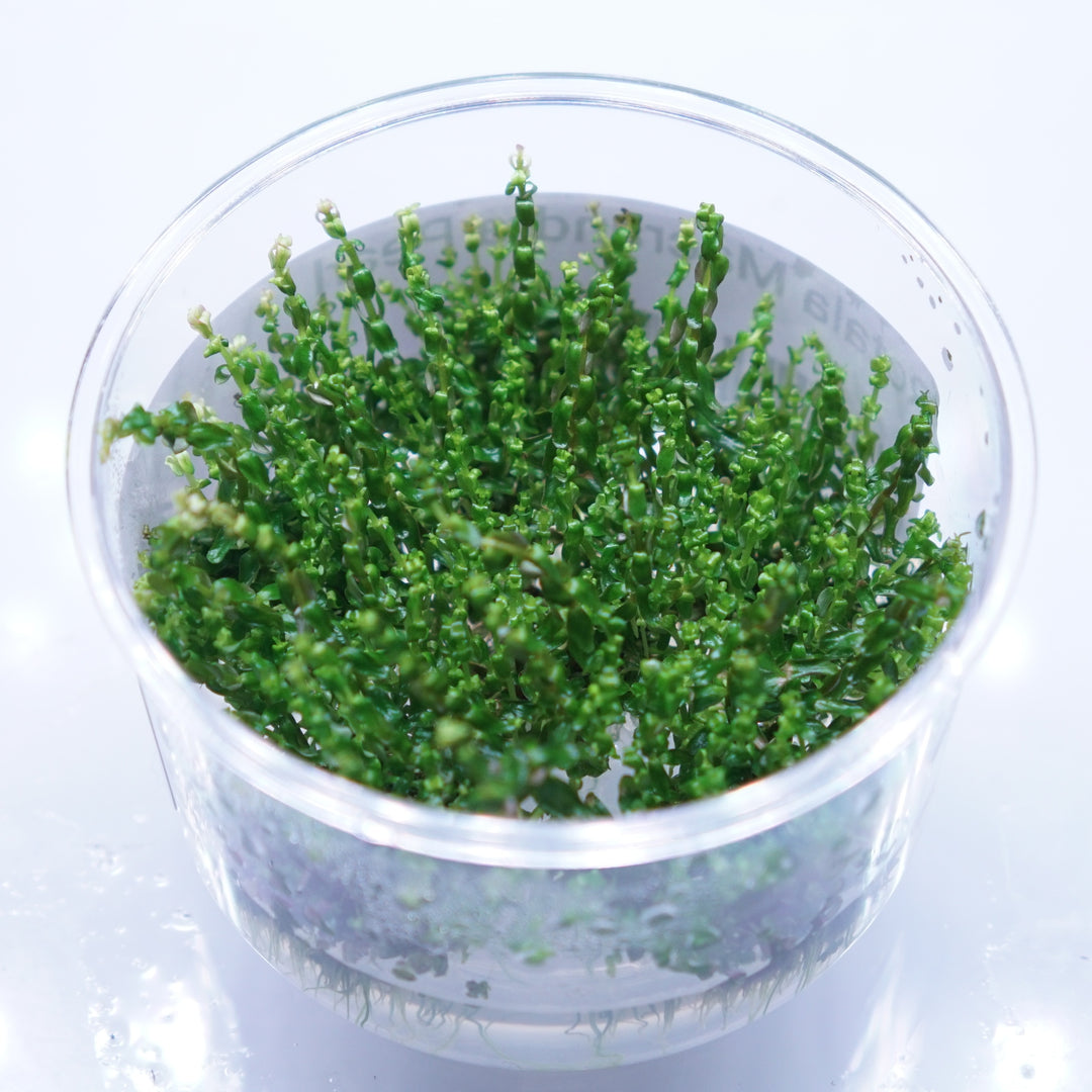 Rotala Macrandra Pearl