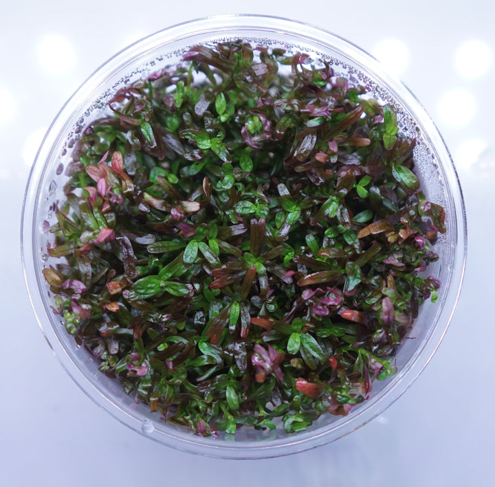 Rotala rotundifolia colorata