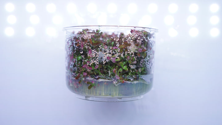 Rotala rotundifolia colorata