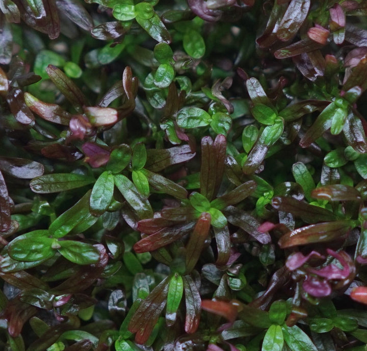 Rotala rotundifolia colorata