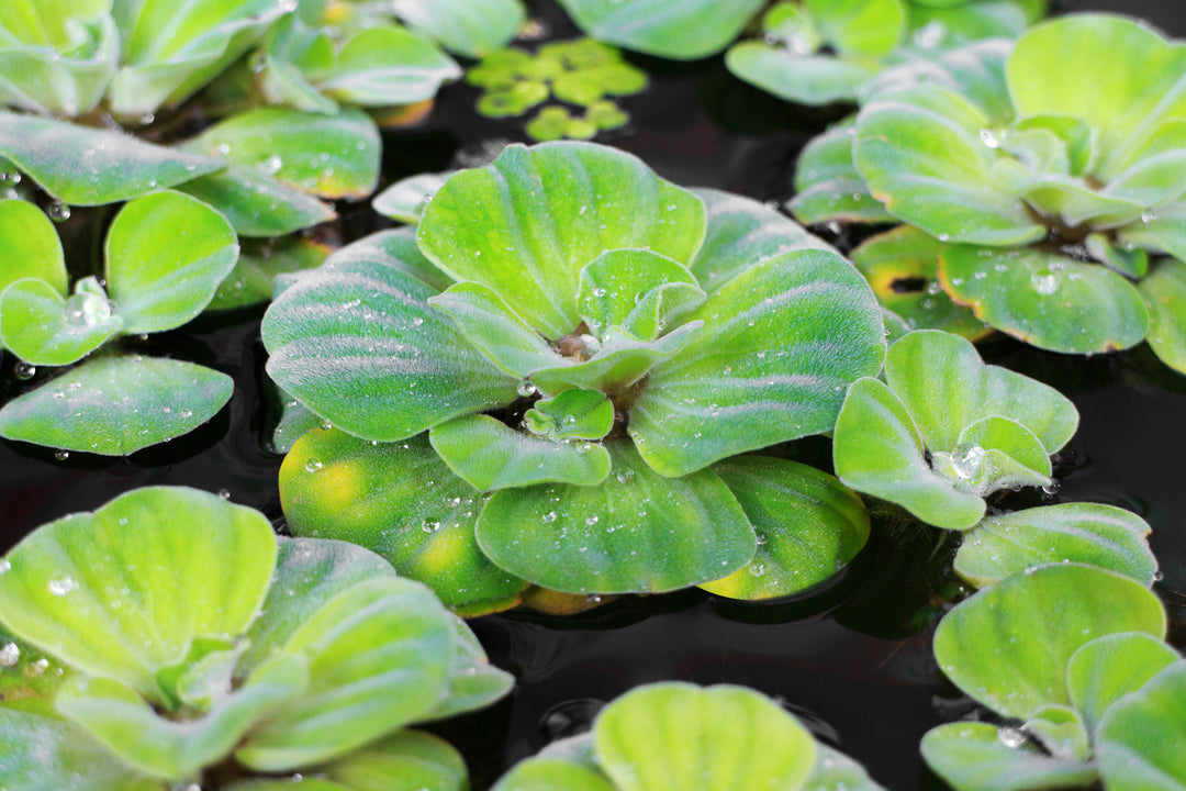 Water Lettuce