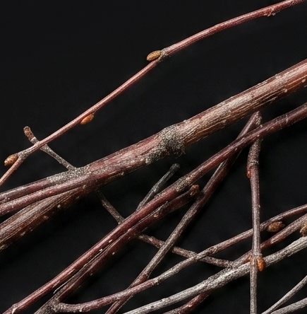 WIO Wood Bit - Sinking Twigs