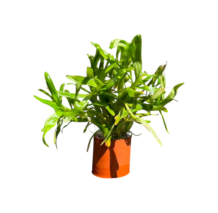 Stargrass