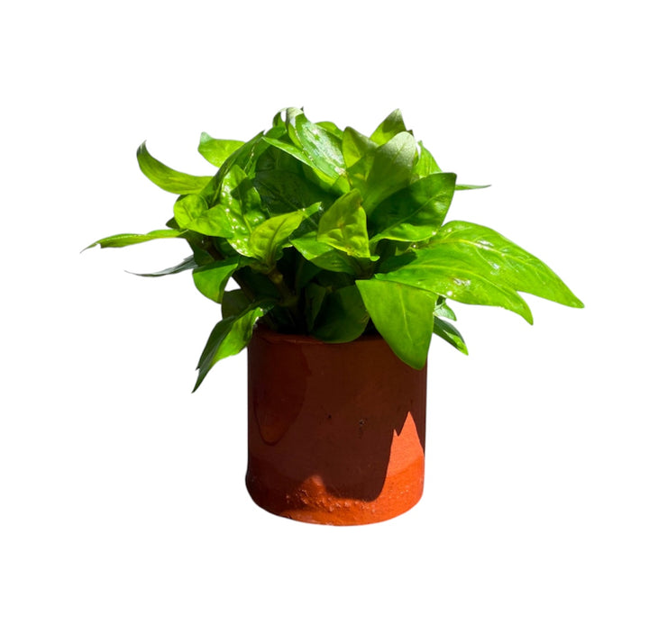 Staurogyne Repens