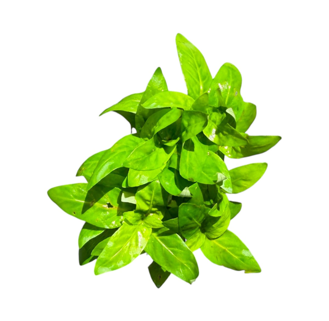 Staurogyne Repens