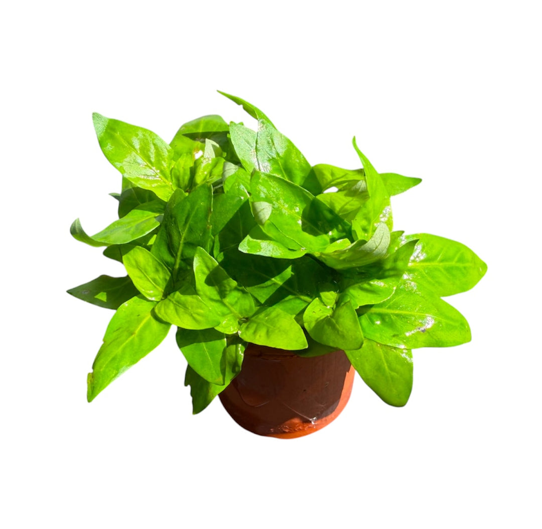 Staurogyne Repens