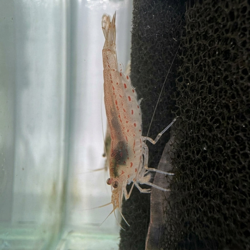 Sun Red/Orange Amano Shrimp
