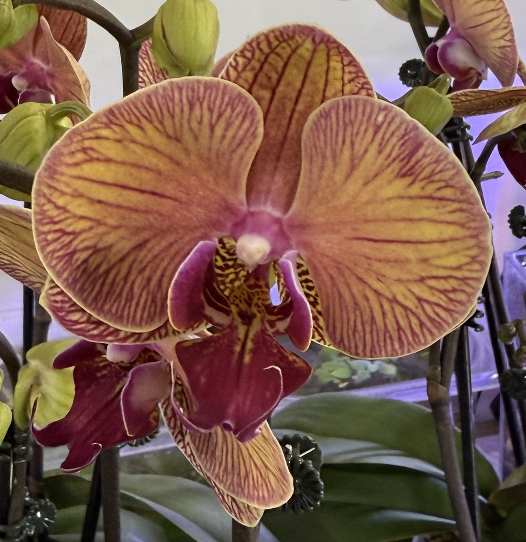 Younghome Golden Leopard