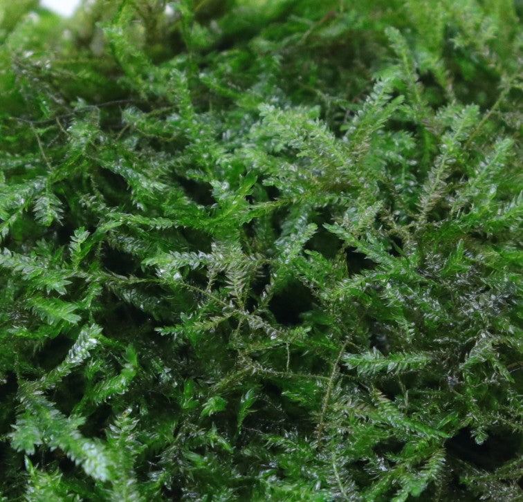 Erect Moss