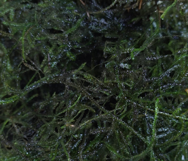 Java Moss