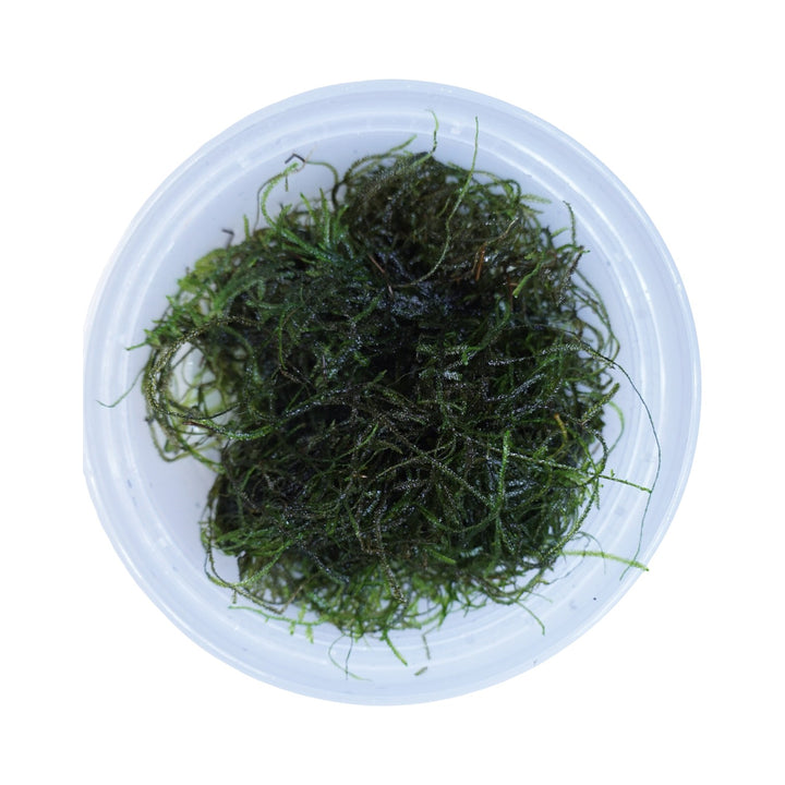 Java Moss