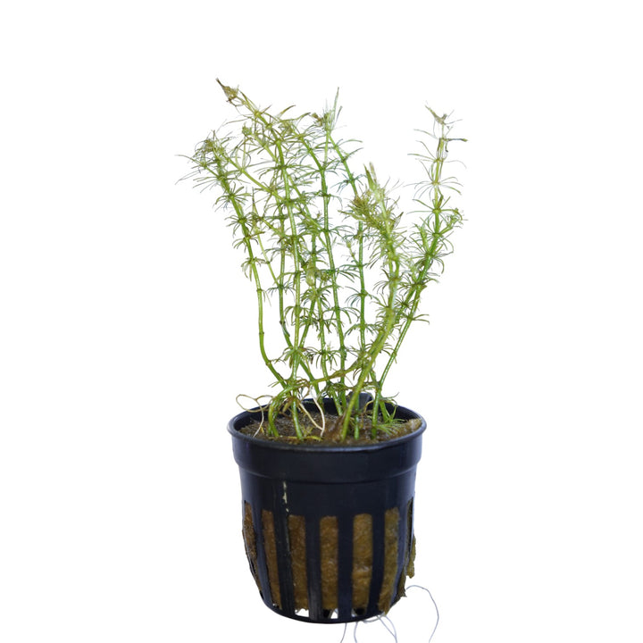 Bacopa myriophylloides