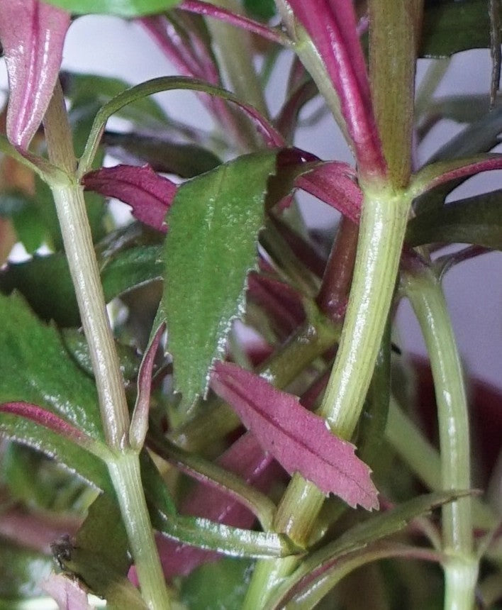 Limnophila hippuridoides