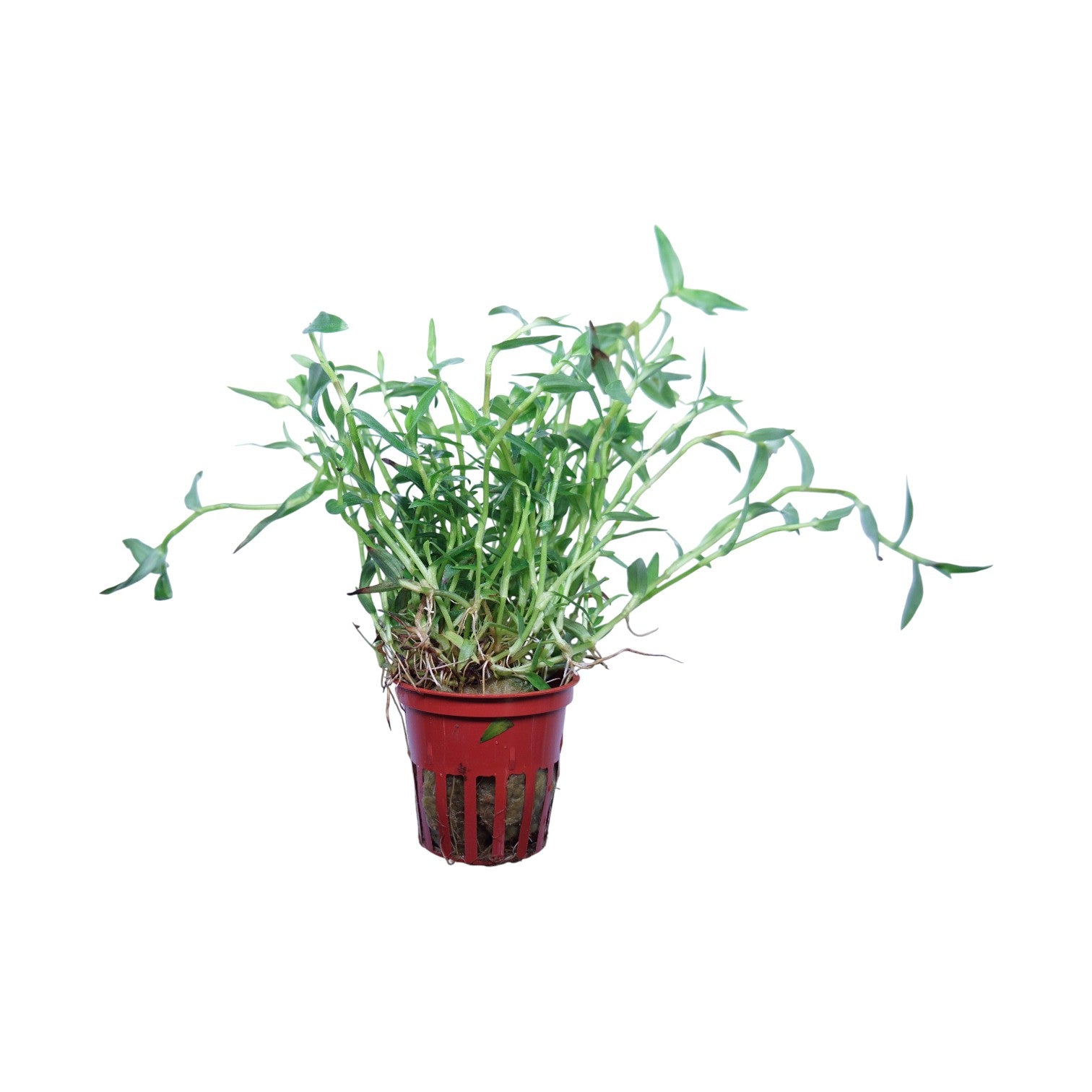 Healthy Murdannia keisak plant in a Tropica pot, showcasing lush green foliage and vibrant growth.
