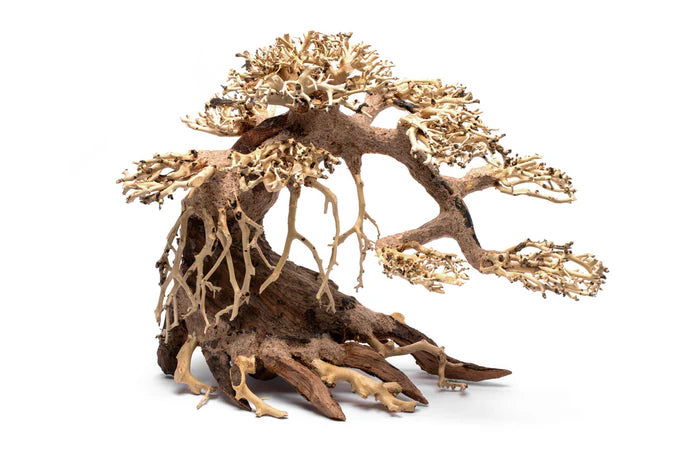 UNS Bonsai 021