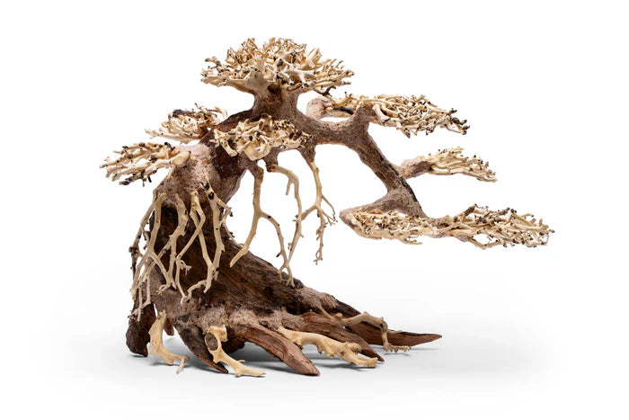 UNS Bonsai 021