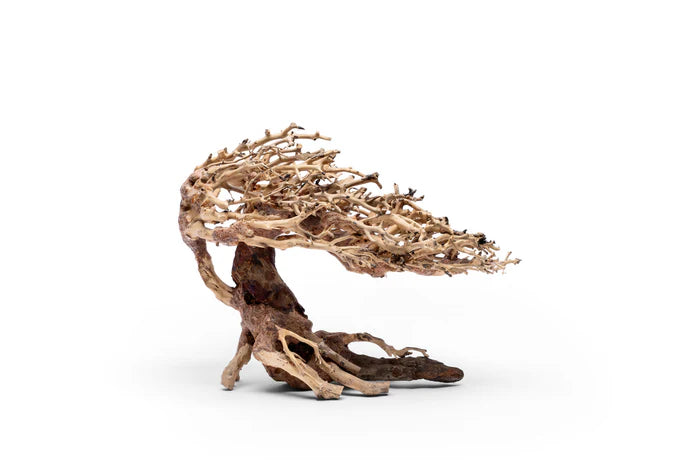 UNS Bonsai 019