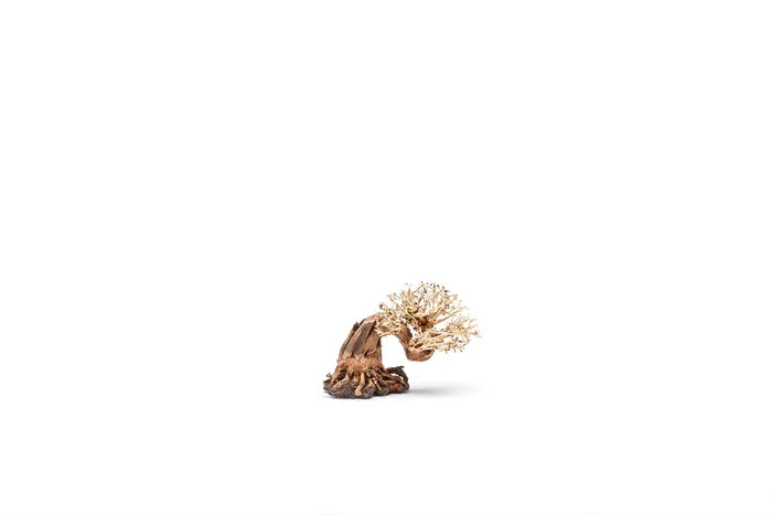 UNS Bonsai 013