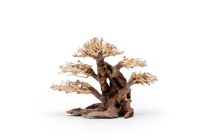 UNS Bonsai 020