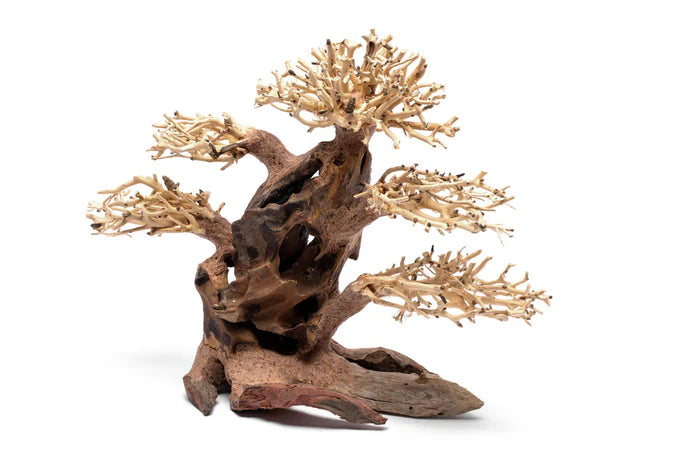 UNS Bonsai 020