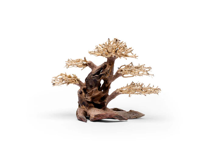 UNS Bonsai 020