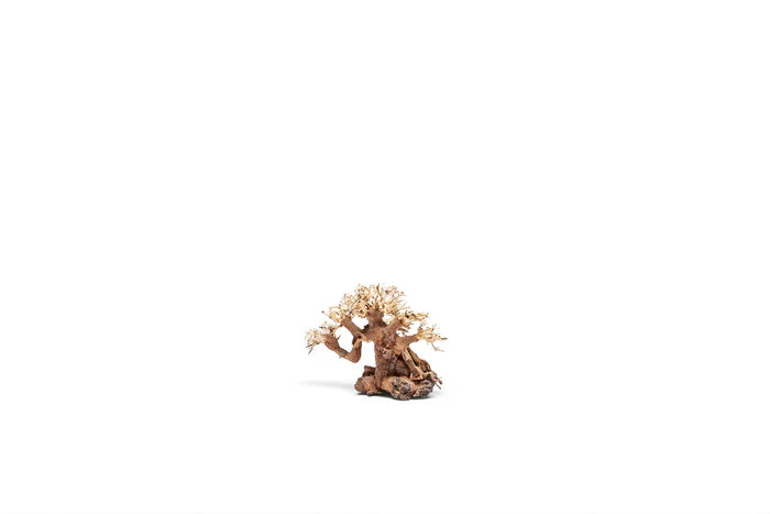 UNS Bonsai 014