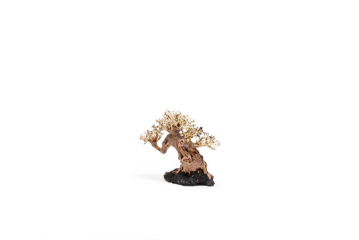 UNS Bonsai 014