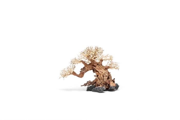 UNS Bonsai 014