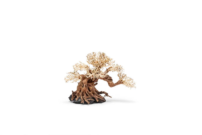 UNS Bonsai 014