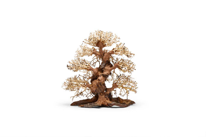UNS Bonsai 002